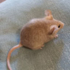 Meet your Posher, Samara